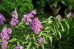 Queen's Flower (Pride of India, or Crepe flower, Taman (तामण) or Mota bondara in Marathi, Arjuna in Hindi, Jarul in Bengali, Kaduli கடுலி  in Tamil and Vara gogu in Telugu) -- Lagerstroemia speciosa