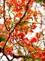 Gulmohar tree