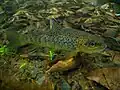 Brown trout (Salmo trutta)