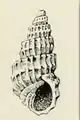 Apertural view of Ividella navisa