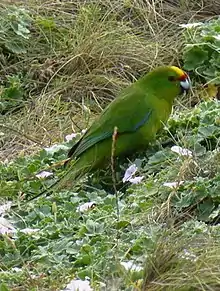 Chatham parakeet