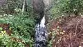 Invasive Himalayan blackberry and holly in the creekbed mixed with native salal and sword fern undergrowth beneath alder and cedar trees