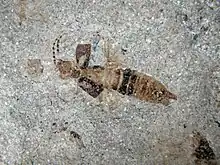 Forficula paleocaenica earwig