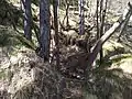 Mount Camiolo di Cima, Costa delle Ombrie trail, ruins of a lime kiln at the junction of the trail down to Droane