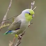 Pacific parrotlet(Forpus coelestis)