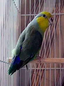 Yellow-faced parrotlet(Forpus xanthops)