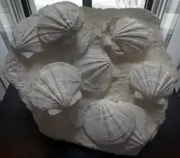 Redpath Museum Collection – fossilized scallops