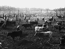 Deforestation by early settlers establishing pastures.