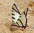 Partly open wings, Fraser's Hill, Malaysia