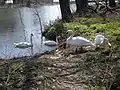 Four mute swans along the bank of the Etobicoke Creek