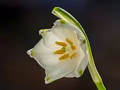 Close-up of flower, photographed in a garden in Bamberg. Germany