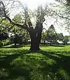 The sun shining through a tree at Frazer Park