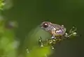 Freshly hatched froglet