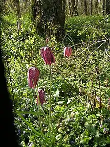 Snake's head fritillary (Fritillaria meleagris)