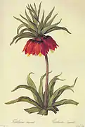 Fritillaria imperialis