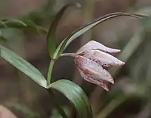 Flower of Fritillaria japonica