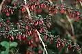 Branches of Fuchsia microphylla subsp. hemsleyana