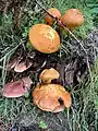 Fungi (Bolete and Tricholomopsis) growing out of old tree stump in a garden at Sharptor