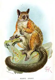 Drawing of brown bushbaby