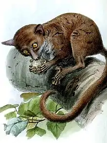 Drawing of brown bushbaby