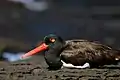 Nesting on Santiago Island, Galápagos Islands