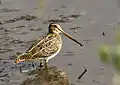 Common snipe