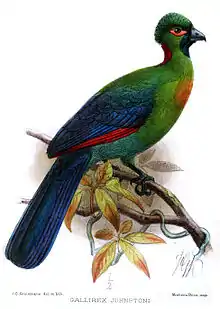 Ruwenzori turaco (Gallirex johnstoni)