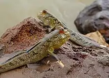 Fish ( Gambian Mudskipper )