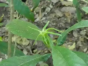 Calyx, shortly after corolla has detached