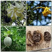 The life stages of a Gardenia volkensii flower from a young white flower to an older yellow flower to a fruit that ultimately withers.