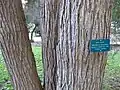 Trunk of M. bractata growing in California.