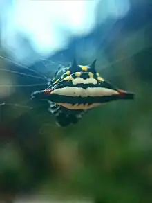 A Gasteracantha sturi found in Sri Lanka