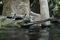 Gharial