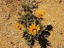 Gazania heterochaeta Goegap N.R., Namaqualand, Northern Cape, South Africa