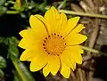 Gazania rigens (flower)