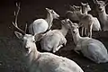 Gaziantep Zoo White deer