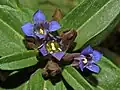 Flowers of Gentiana cruciata