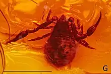 redish-brown pseudoscorpion preserved in Amber