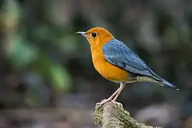 Orange-headed thrush (Geokichla citrina)