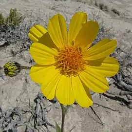 Flower close-up