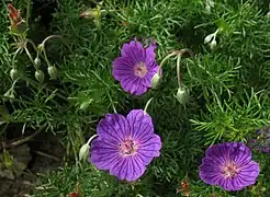 The lower two of these Geranium incanum flowers have opened their anthers, but not yet their stigmas. Note the change of colour that signals to pollinators that they are ready for visits.  The uppermost flower is somewhat more mature than the others and has already shed its stamens.