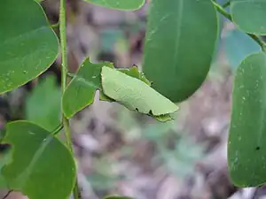 Larval cell