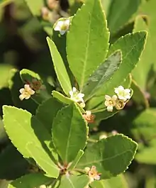 "flowers and foliage"