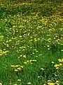 DandelionTaraxacum laceruminneruulaq / asorut / seqiniusaq / mælkebøtteInneruulaq; Asorut; Seqiniusaq, Mælkebøtte