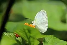 Male, Trinidad