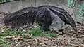 Giant Anteater