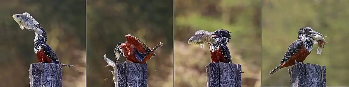 Giant kingfisher breaking spine of tilapia fish