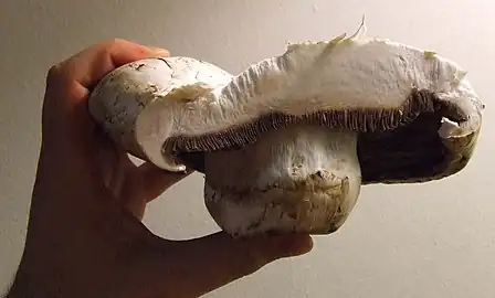 Cross-section of a portobello cultivar