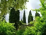 Cypresses