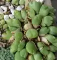 Gibbaeum nuciforme